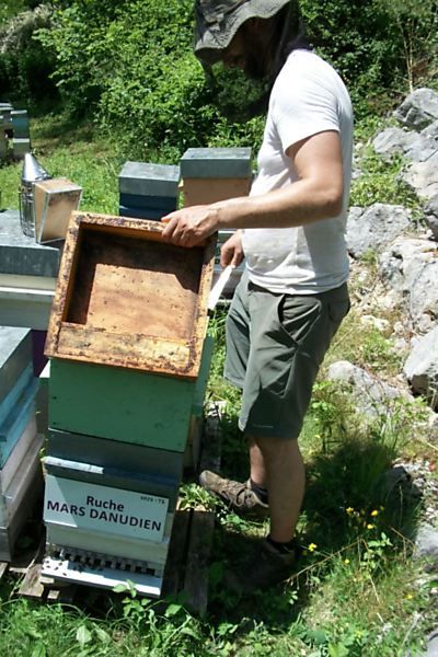 La ruche Mars danudien