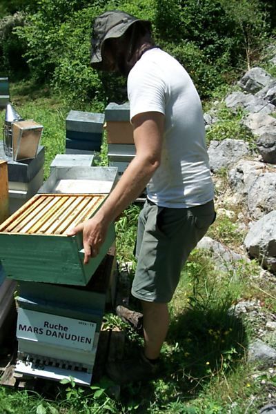 La ruche Mars danudien