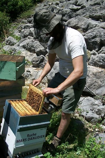La ruche Mars danudien