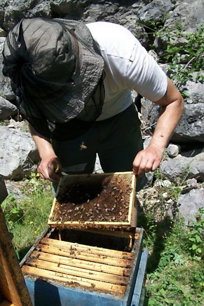 La ruche Mars danudien