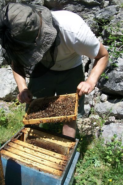 La ruche Mars danudien