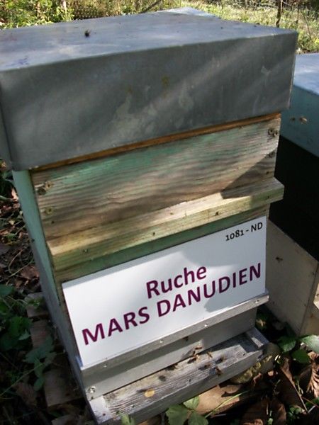 La ruche Mars danudien