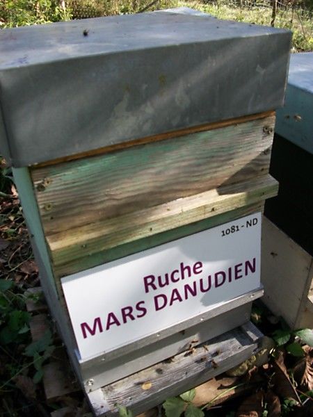 La ruche Mars danudien