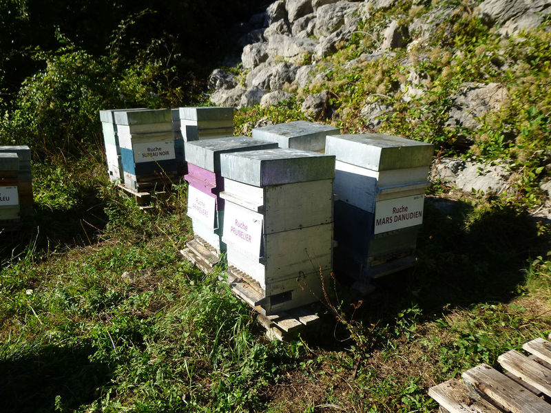 La ruche Mars danudien