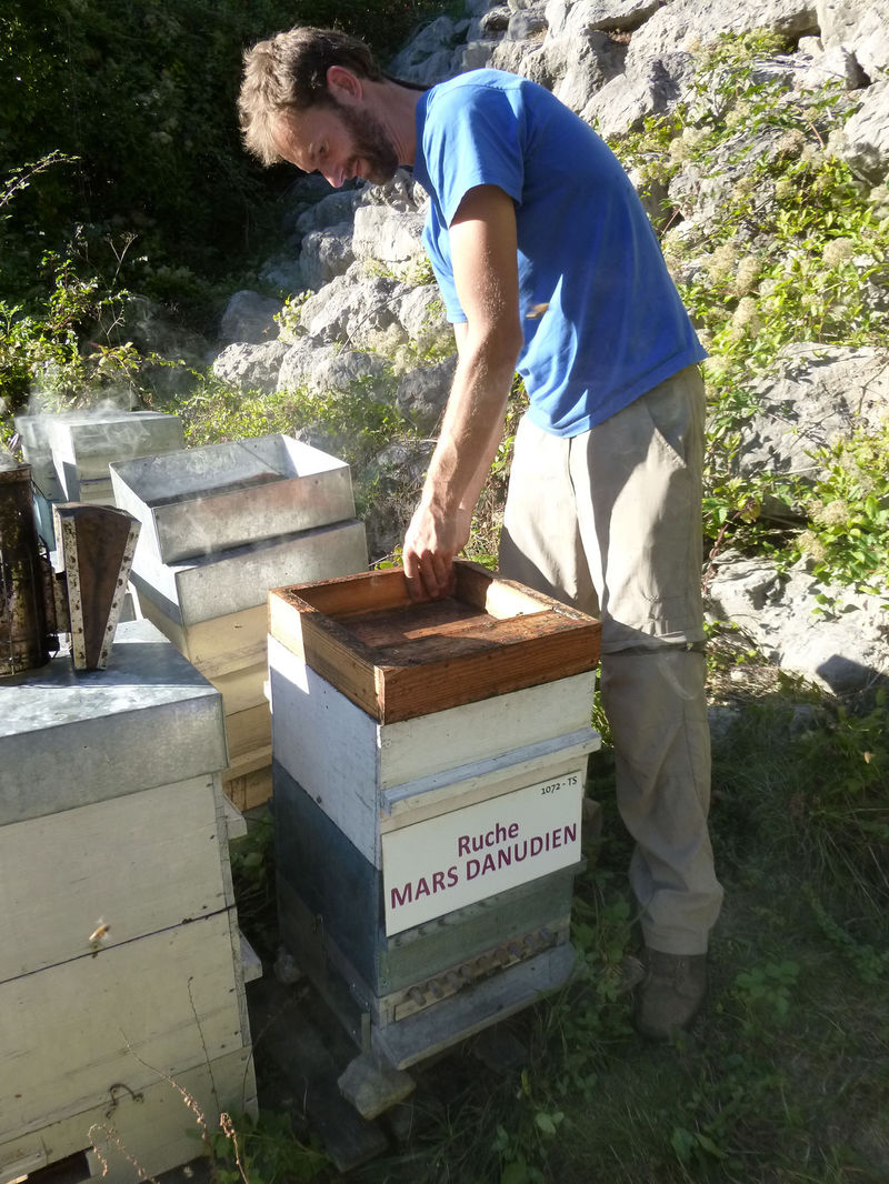 La ruche Mars danudien