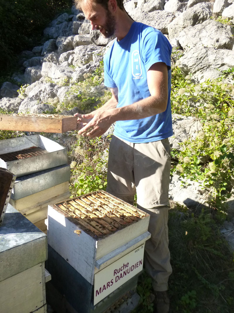 La ruche Mars danudien