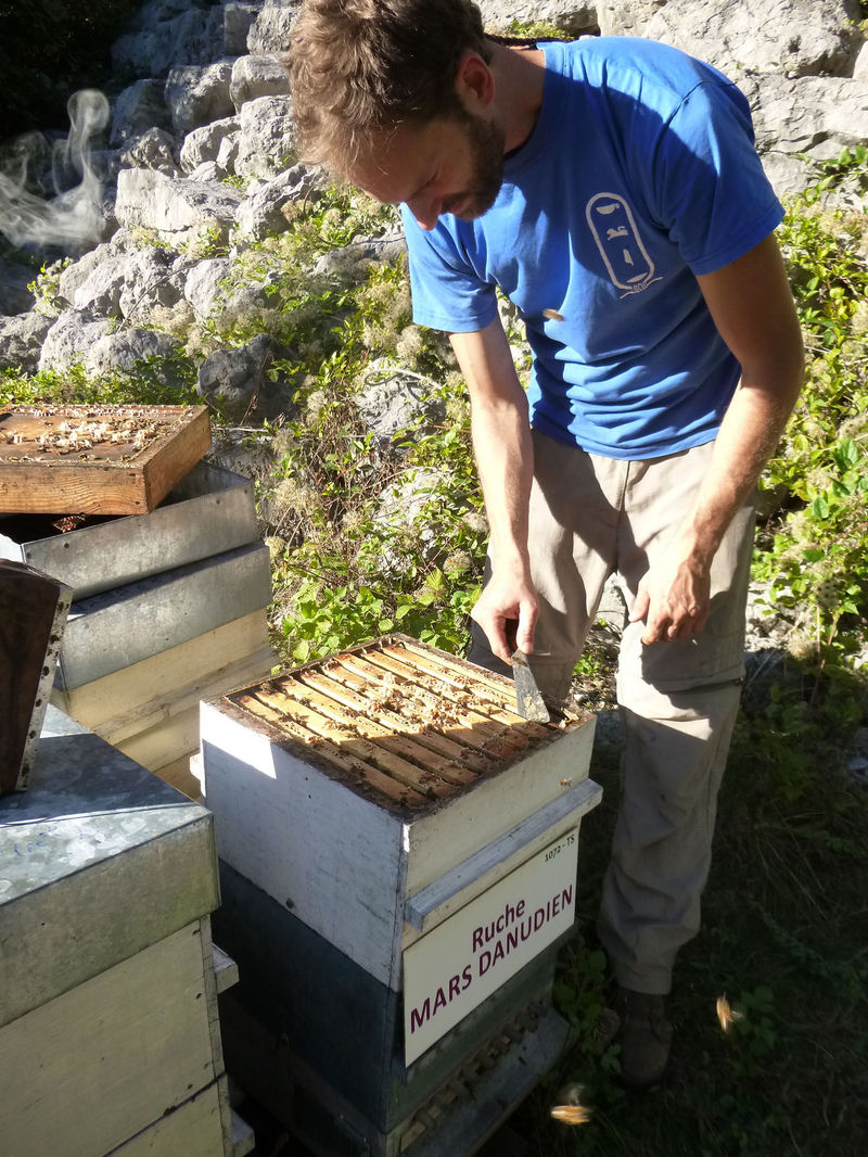 La ruche Mars danudien