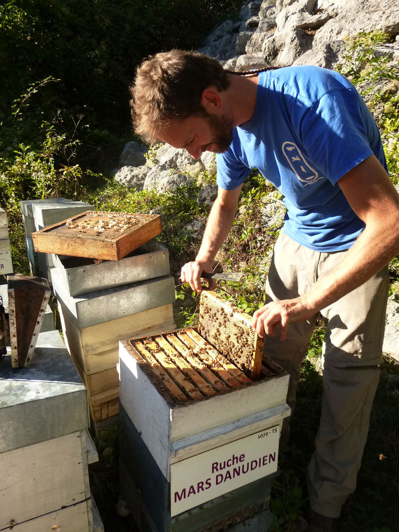 La ruche Mars danudien