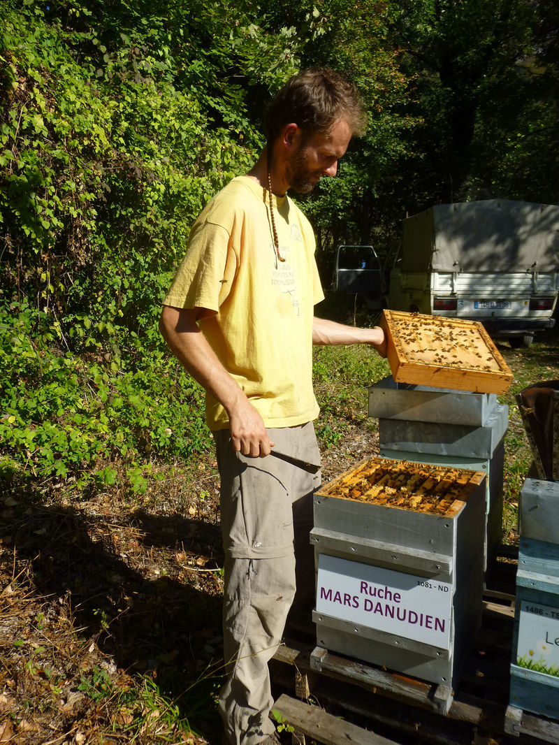 La ruche Mars danudien