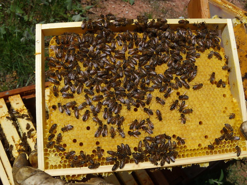 La ruche Mars danudien