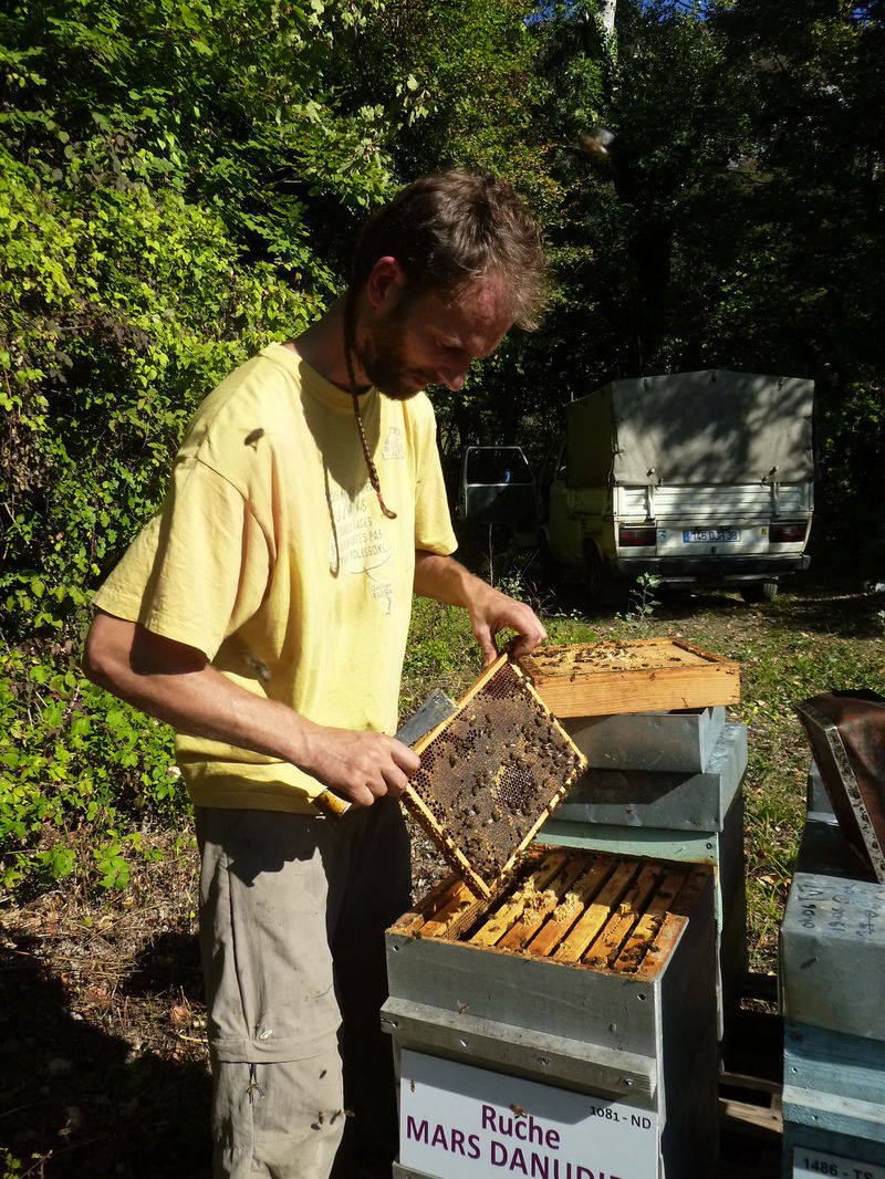 La ruche Mars danudien