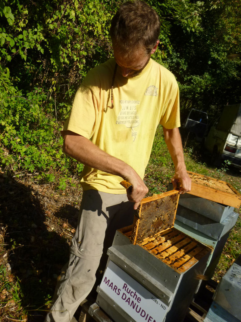 La ruche Mars danudien