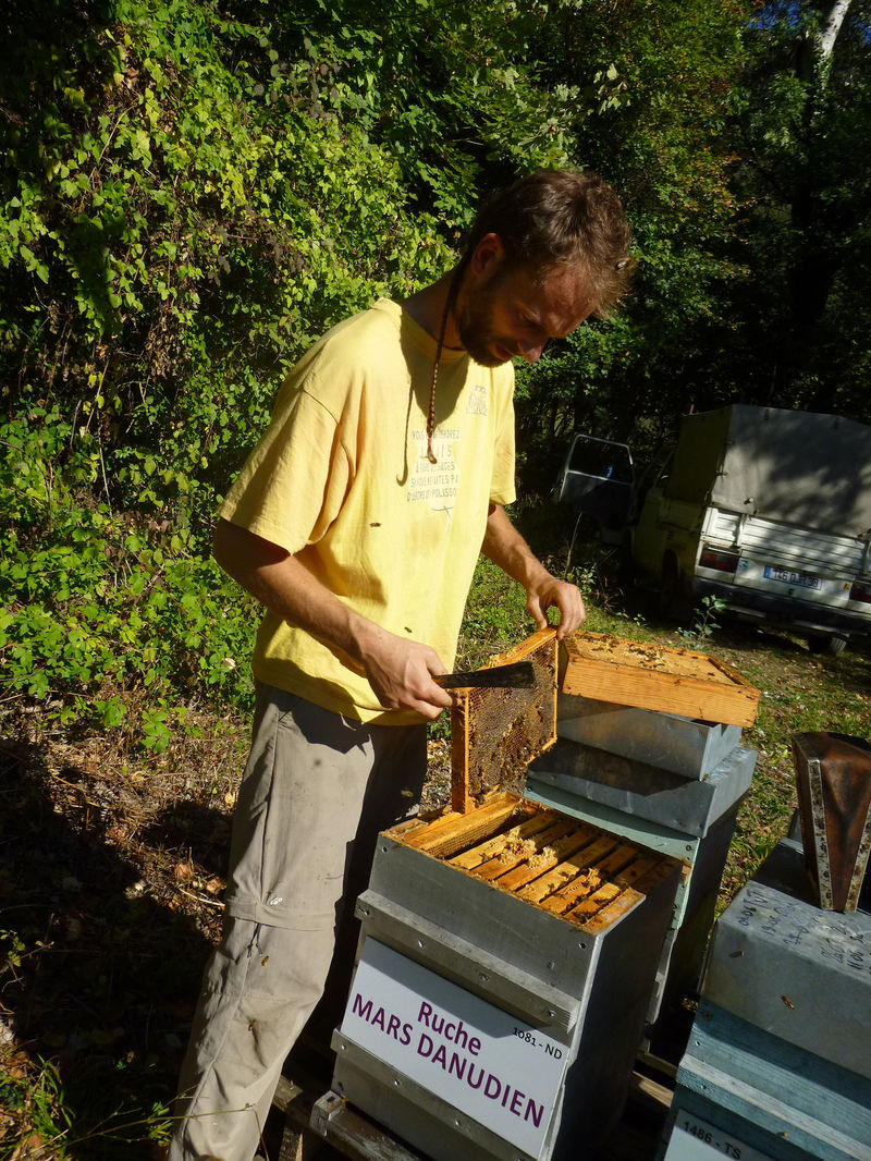 La ruche Mars danudien