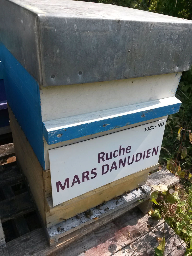 La ruche Mars danudien