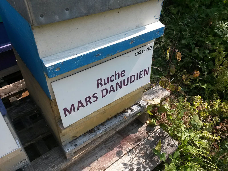 La ruche Mars danudien