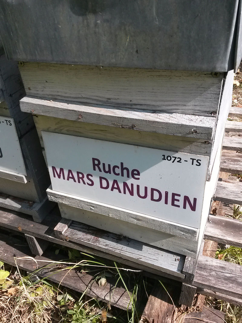 La ruche Mars danudien