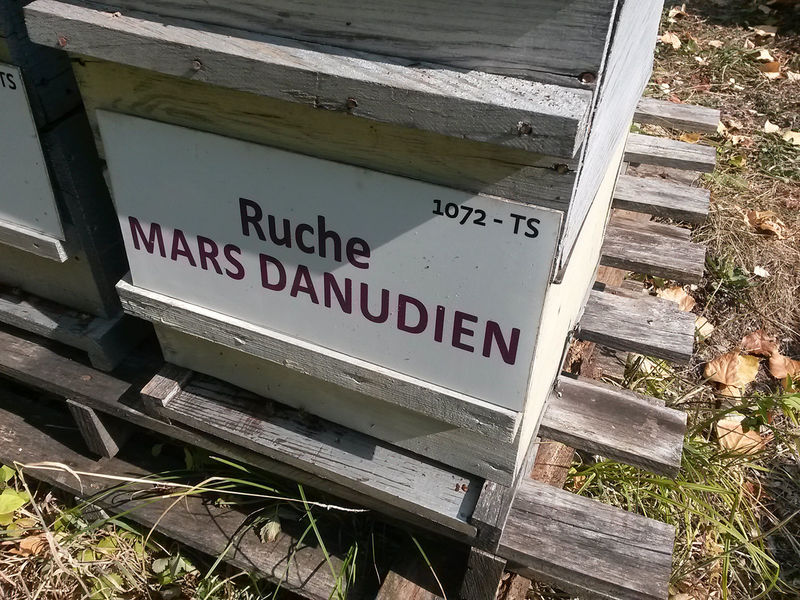La ruche Mars danudien