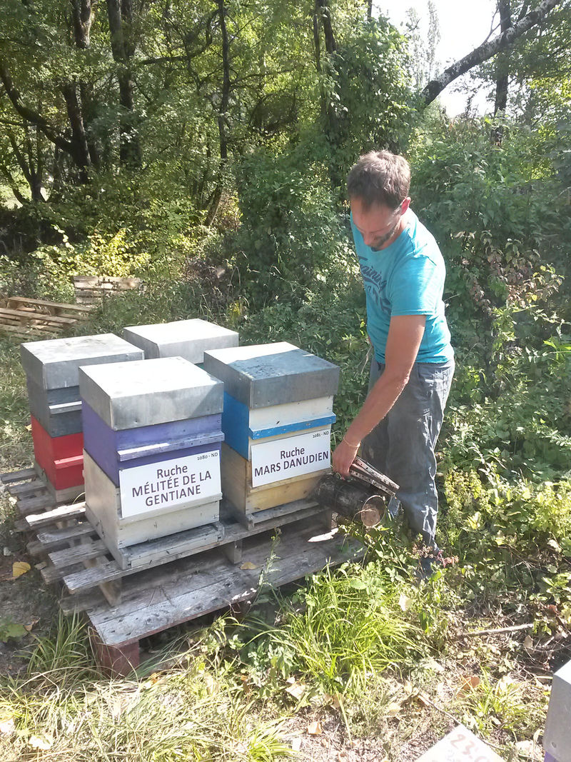 La ruche Mars danudien