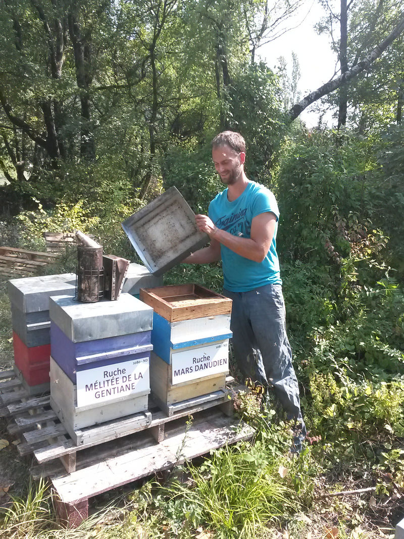 La ruche Mars danudien