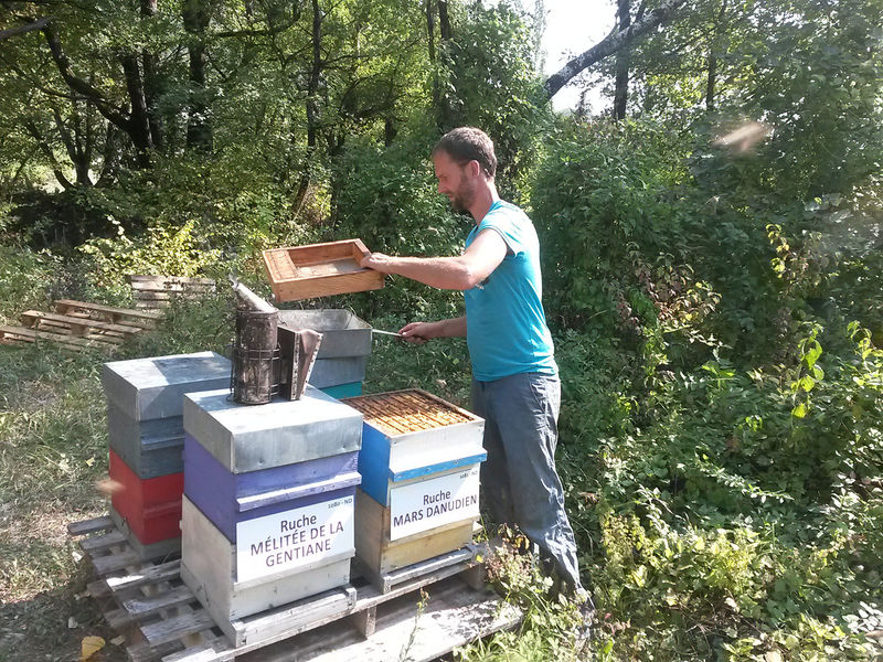 La ruche Mars danudien