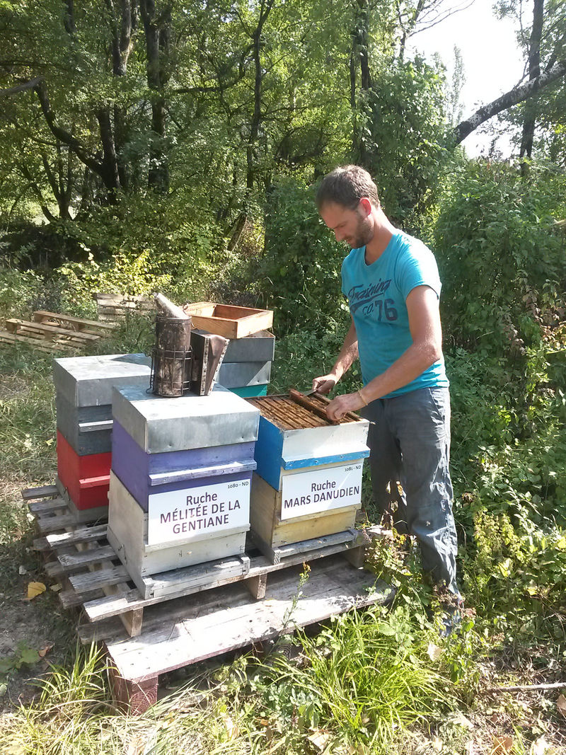 La ruche Mars danudien