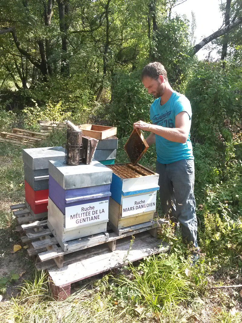 La ruche Mars danudien