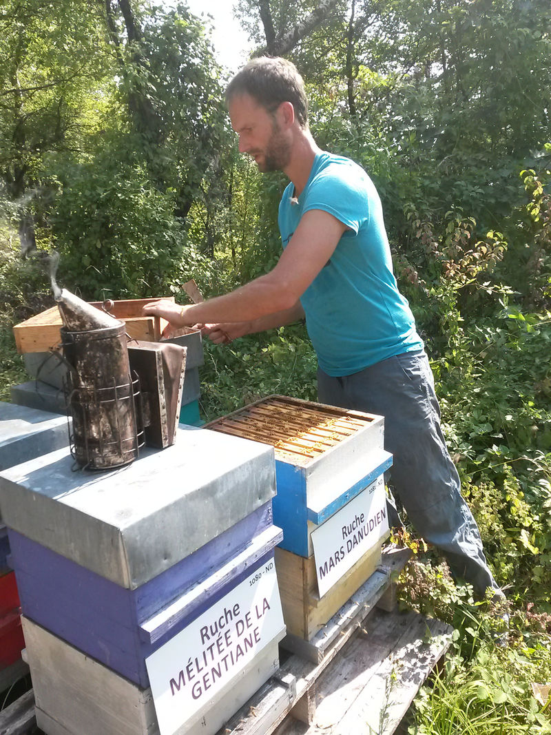 La ruche Mars danudien