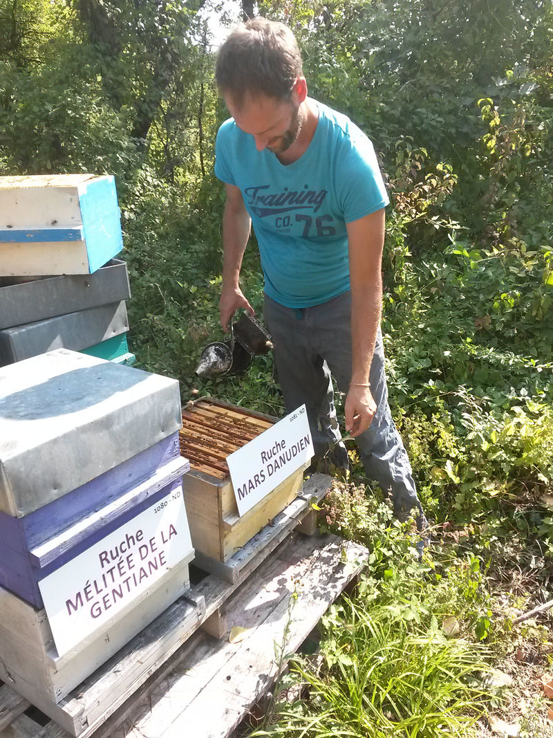 La ruche Mars danudien