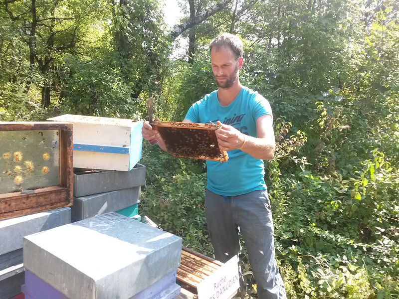 La ruche Mars danudien