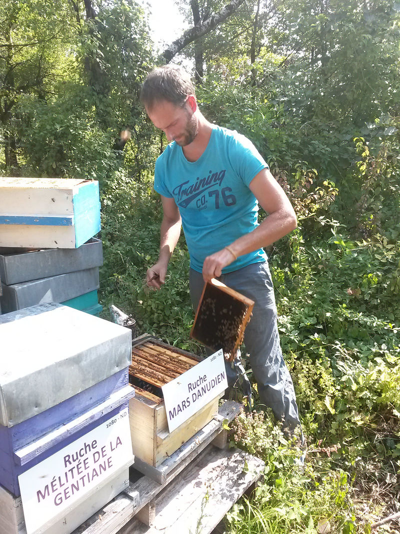 La ruche Mars danudien