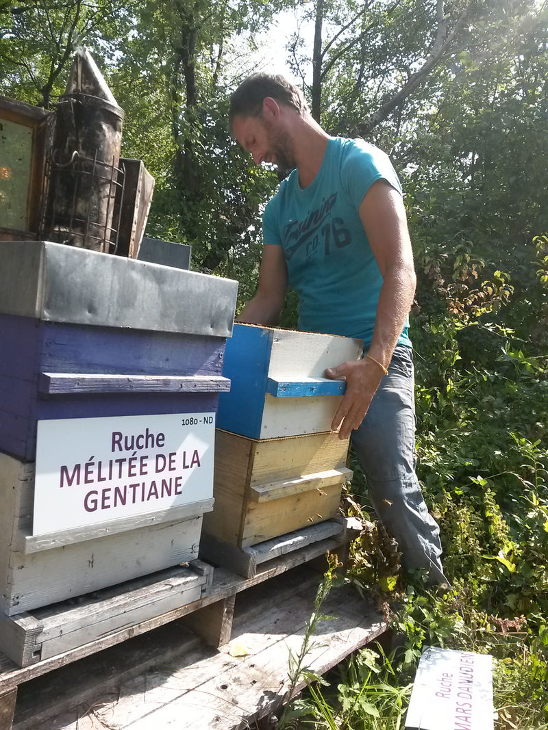 La ruche Mars danudien