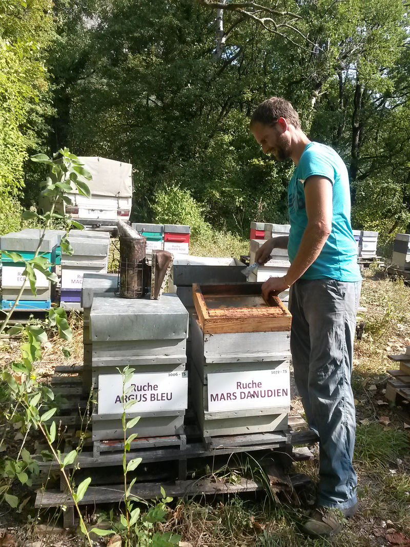 La ruche Mars danudien