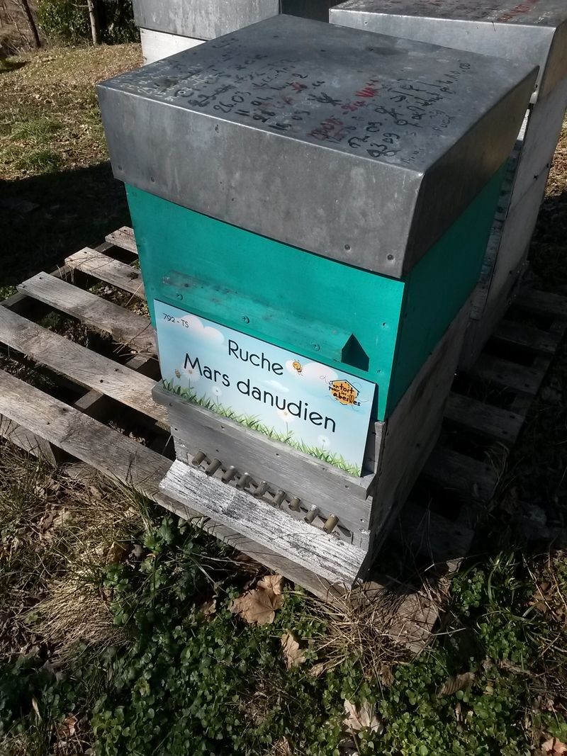 La ruche Mars danudien