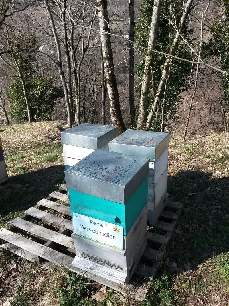 La ruche Mars danudien
