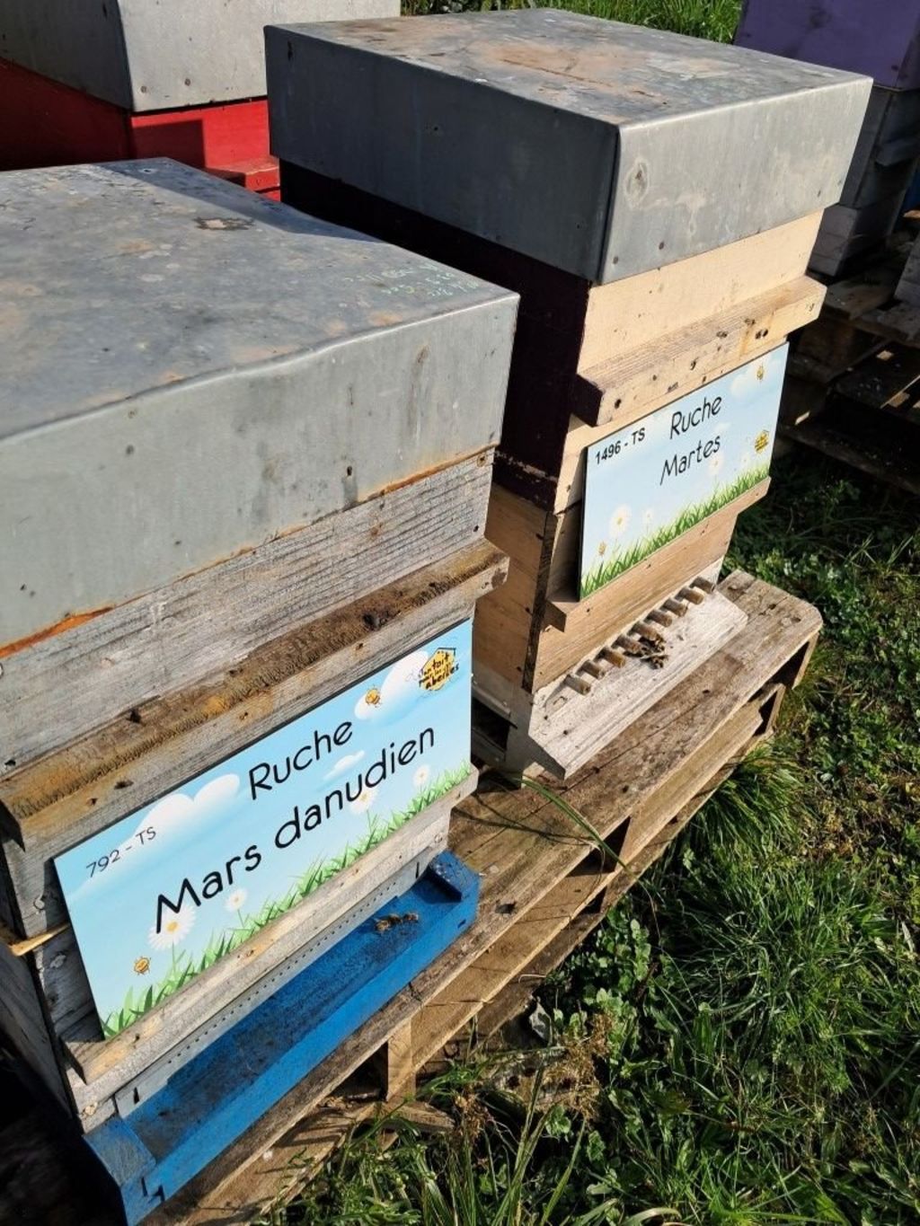 La ruche Mars danudien