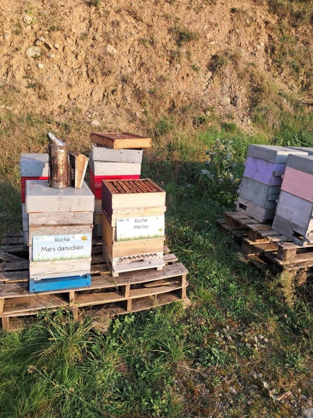 La ruche Mars danudien