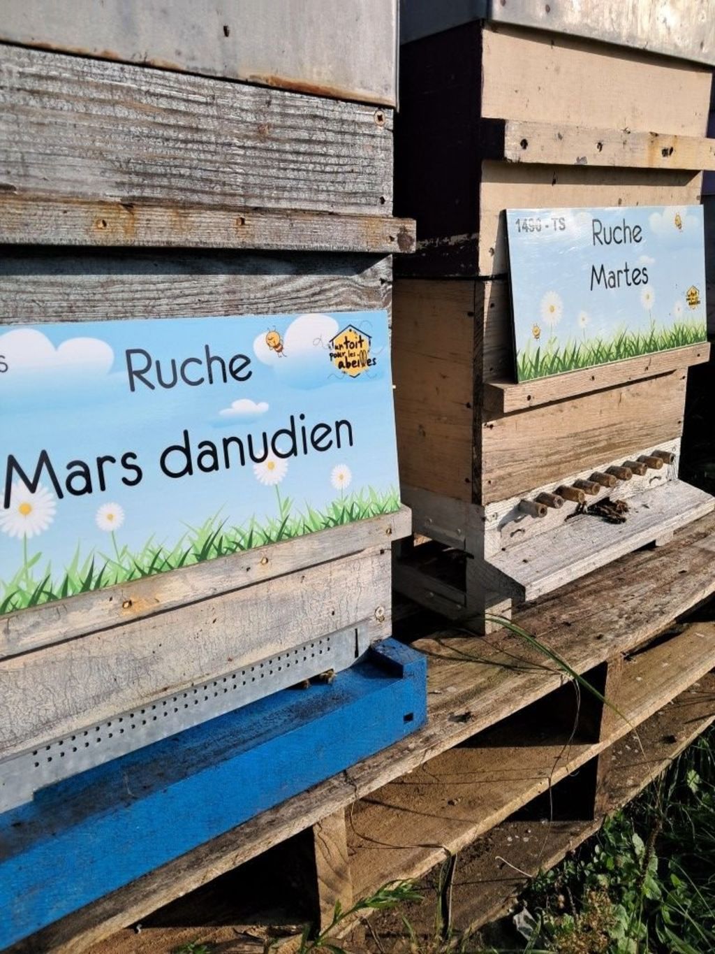 La ruche Mars danudien