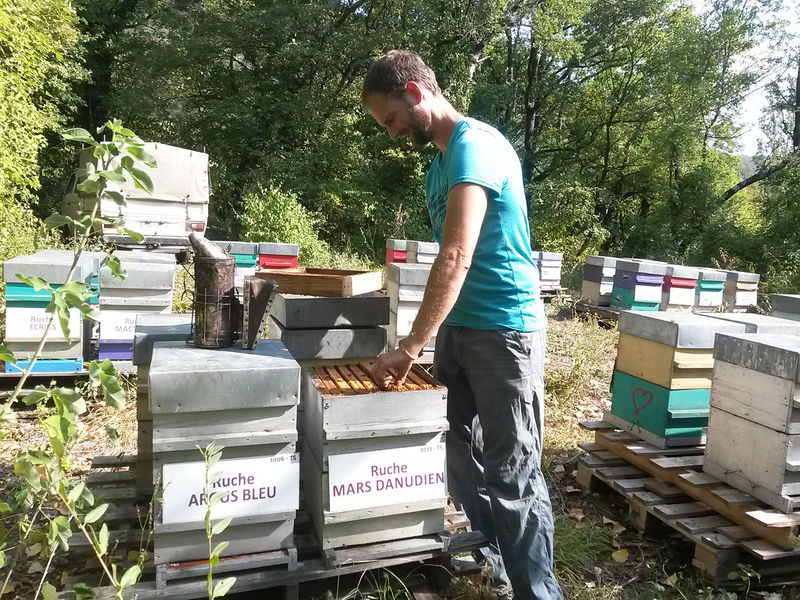 La ruche Mars danudien