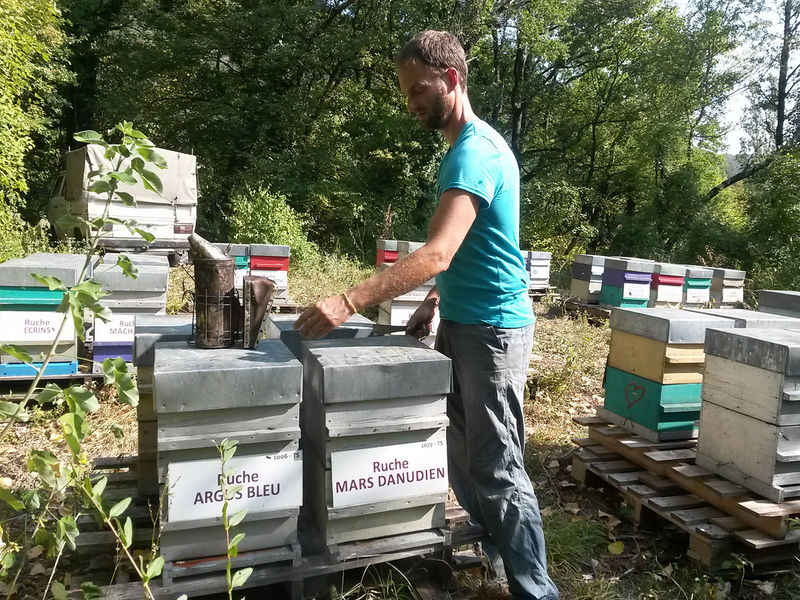 La ruche Mars danudien