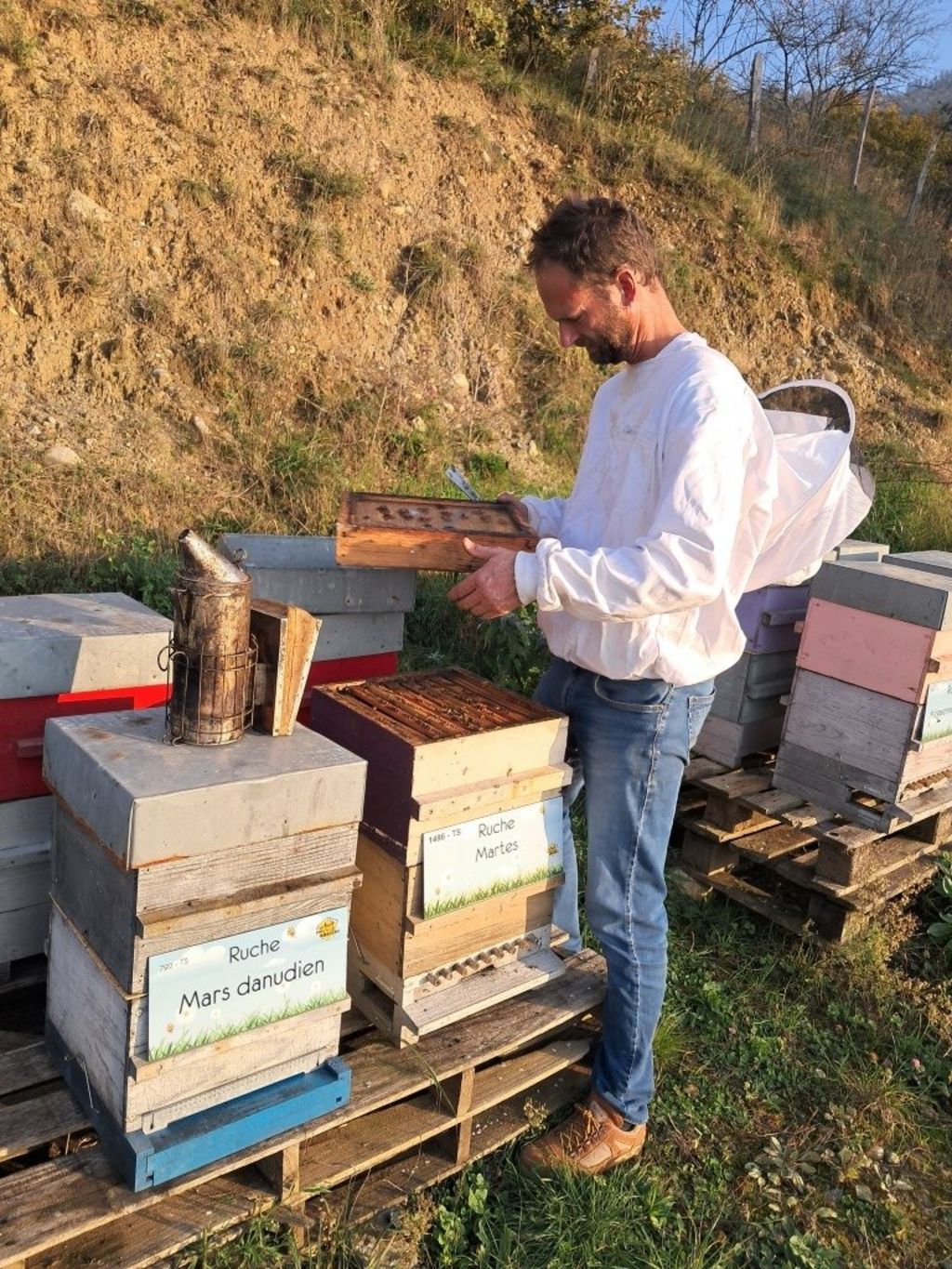 La ruche Mars danudien