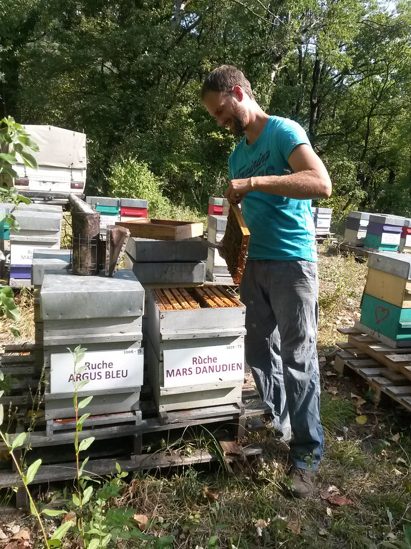 La ruche Mars danudien
