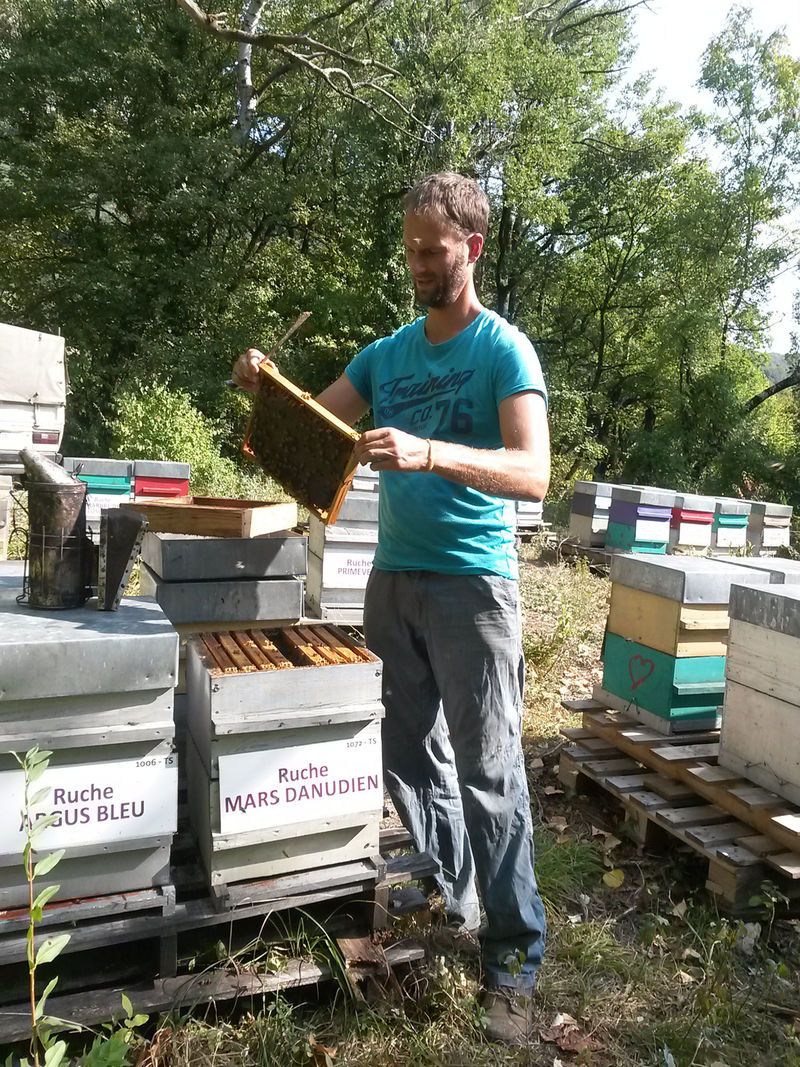 La ruche Mars danudien