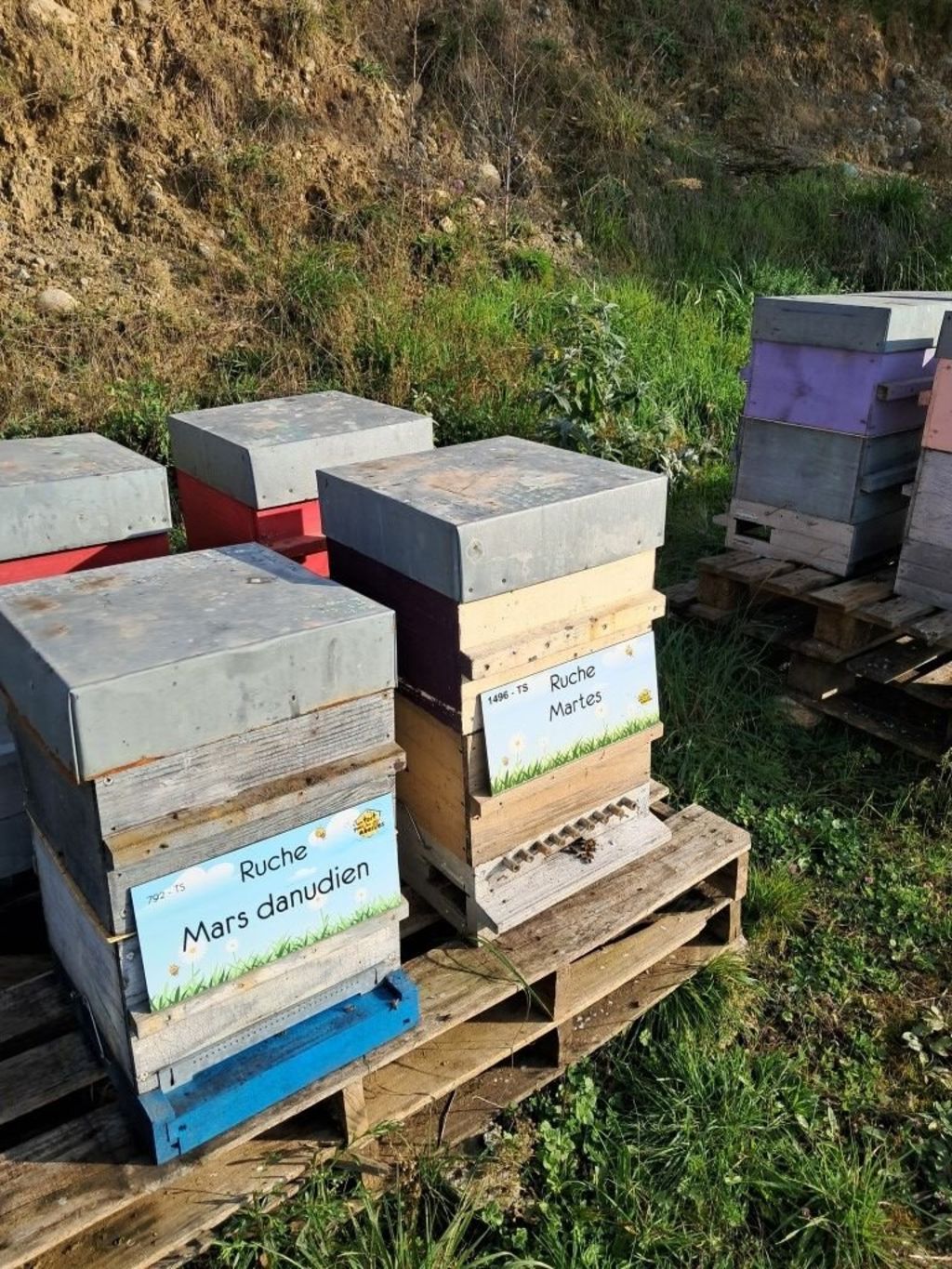 La ruche Mars danudien