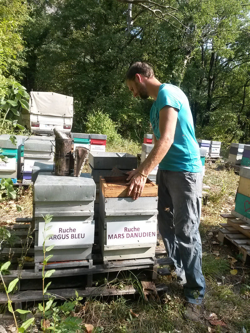 La ruche Mars danudien