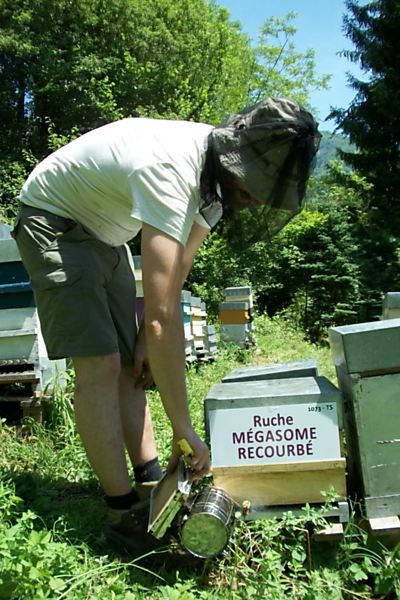 La ruche Mégasome recourbé