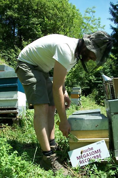 La ruche Mégasome recourbé
