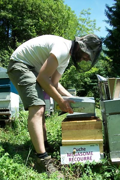 La ruche Mégasome recourbé