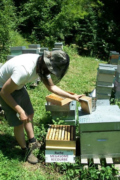 La ruche Mégasome recourbé