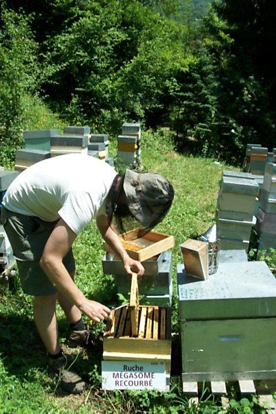 La ruche Mégasome recourbé