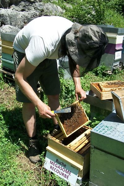 La ruche Mégasome recourbé